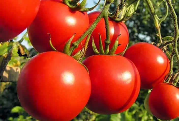 Fresh Tomatoes
